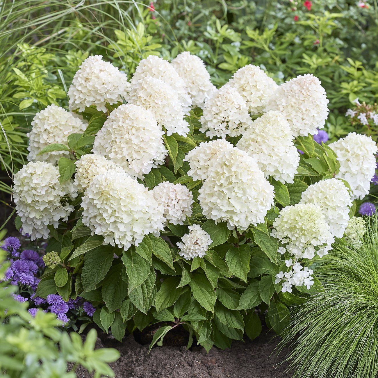 Obrázok Hortenzia metlinatá (Hydrangea paniculata) ´LIVING SUGAR RUSH® by LIVING CREATIONS® - výška 30-40 cm, kont. C2L